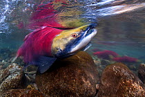 Male Sockeye salmon (Oncorhynchus nerka) compete for territories and females in their spawning river. Adams River, British Columbia, Canada, October.