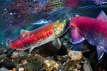 A female Sockeye salmon (Oncorhynchus nerka) bites the tail of another salmon during a territorial dispute during spawning. Adams River, British Columbia, Canada, October.