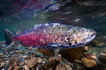 Coho salmon (Oncorhynchus kisutch) migrating upstream in the Adams River, British Columbia, Canada.The stresses of the migration take their toll on the health of these fish, and this one has lots of f...