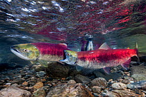 Two female Sockeye salmon (Oncorhynchus nerka) settle dispute over territories with a bite. Adams River, British Columbia, Canada, October.