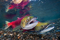 Pair of Sockeye salmon (Oncorhynchus nerka) defend their redd (nest). The female is in front and the male behind with his characteristic hooked jaw. Adams River, British Columbia, Canada, October.
