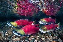 RF- Group of Sockeye salmon (Oncorhynchus nerka) in their spawning river. Adams River, British Columbia, Canada, October. (This image may be licensed either as rights managed or royalty free.)