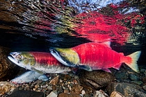 A female (in front) and male Sockeye salmon (Oncorhynchus nerka) over eggs in their spawning river. Adams River, British Columbia, Canada, October.