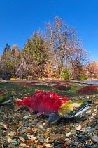 A split level photo of male Sockeye salmon (Oncorhynchus nerka) in Adams River, British Columbia, Canada, October.