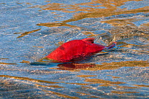 Male Sockeye salmon (Oncorhynchus nerka), swims in shallow water, so that half of his body is exposed. Adams River, British Columbia, Canada, October.