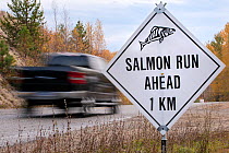 Road sign for Sockeye salmon (Oncorhynchus nerka) run Adams River, British Columbia, Canada, October.