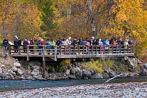 People watch Sockeye salmon (Oncorhynchus nerka) migration from a viewing platform over Adams River. Part of the eco-tourism associated with the salmon run. Adams River, British Columbia, Canada, Octo...