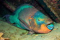 A large Rainbow Parrotfish (Scarus guacamaia) sleeps at night inside the wreck of the Oro Verde. Seven Mile Beach, Grand Cayman, Cayman Islands, British West Indies.