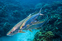 Group of smaller male Tarpon (Megalops atlanticus) rub along the flanks of a larger female during courtship as they swim over Coral reef. George Town, Grand Cayman, Cayman Islands, British West Indies...