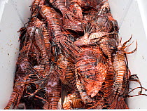 Culled lionfish (Pterois volitans) stored in cooler with ice so that they can be supplied to restaurants. Lionfish are native to the Indo-Pacific, but introduced to the Caribbean Sea from aquariums, t...