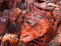 Culled lionfish (Pterois volitans) stored in Cooler with ice so that they can be supplied to restaurants. Lionfish are native to the Indo-Pacific, but introduced to the Caribbean Sea from aquariums, t...