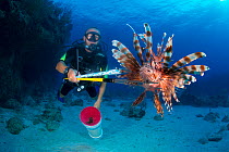 Diver with a speared lionfish (Pterois volitans). Indo-Pacific lionfish are an invasive species on Caribbean reefs and are hunted under license to keep their population and therefore predation level l...
