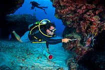 Diver (Steve Braodbelt) prepares to spear Male lionfish (Pterois volitans). Indo-Pacific lionfish are an invasive species on Caribbean reefs and are hunted under license to keep their population and t...