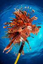 Culled invasive lionfish (Pterois volitans) on a hand spear. Lionfish are native to the Indo-Pacific, but introduced to the Caribbean Sea from aquariums, they are now widespread, abundant and a proble...