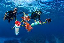 Pair of divers prepare to surface after an invasive lionfish (Pterois volitans) culling dive. With collecting tubes filled, final lionfish are brough to the surface on hand spears. Lionfish are native...