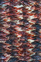 Culled invasive lionfish (Pterois volitans) these lionfish are from a single day of culling, coordinated by the Cayman Islands Department of Environment, collected by 6 divers from three dive sites. L...
