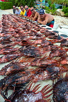 Culled invasive lionfish (Pterois volitans). These lionfish are from a single day of culling, coordinated by the Cayman Islands Department of Environment, collected by 6 local divers from three dive s...