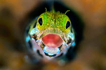 Secretary blenny (Acanthemblemari maria) yawns as it peers out from a hole in the reef. West Bay, Grand Cayman, Cayman Islands, British West Indies. Caribbean Sea.