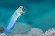 Male Yellow-headed jawfish (Opistognathus aurifrons) blows out the clutch of eggs he is incubating in his mouth to oxygenate them. East End, Grand Cayman, Cayman Islands, British West Indies. Caribbea...