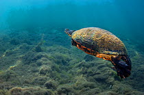 Florida red-bellied cooter (Pseudemys nelsoni) swims over a riverbed. Crystal River, Florida, United States of America.