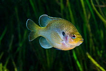 Spotted sunfish (Lepomis punctatus) in front of plants in Rainbow River, Florida, United States of America.