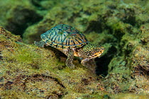 Loggerhead musk turtle (Sternotherus minor) scurries across the bed of Rainbow River, Florida, United States of America.