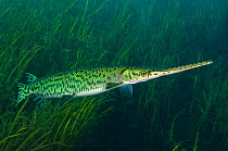 A longnose gar (Lepisosteus osseus) in front of freshwater plants in Rainbow River, Florida, USA.
