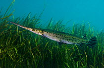 Longnose gar (Lepisosteus osseus) in front of freshwater plants in Rainbow River, Florida, United States of America.