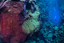 Diver explores Nikulasargj Canyon, deep fault filled with fresh water in the rift valley between the Eurasian and American tectonic plates at Thingvellir National Park, Iceland. May 2011. In this phot...