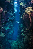 A diver explores Nikulasargj Canyona deep fault filled with fresh water in the rift valley between the Eurasian and American tectonic plates at Thingvellir National Park, Iceland. May 2011. In this ph...