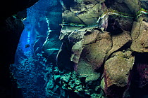 A diver explores Nikulasargj Canyon,a deep fault filled with fresh water in the rift valley between the Eurasian and American tectonic plates, at Thingvellir National Park, Iceland. May 2011. In this...