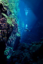 A diver explores Nikulasargj Canyon, deep fault filled with fresh water in the rift valley between the Eurasian and American tectonic plates, at Thingvellir National Park, Iceland. May 2011. In this p...