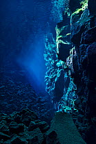 A view down Nikulasargj Canyon, deep fault filled with fresh water in the rift valley between the Eurasian and American tectonic plates at Thingvellir National Park, Iceland. May 2011. In this photo t...