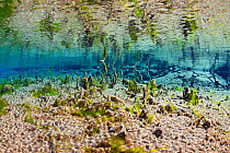 Algae growing on the floor of a shallow, freshwater lake in the Thingvellir National Park, Iceland. May 2011.