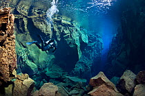 A diver explores Silfra Canyon, deep fault filled with fresh water in the rift valley between the Eurasian and American tectonic plates) at Thingvellir National Park, Iceland. May 2011. In this photo...