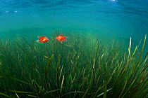 Thermal pool filled with water that remains close to 30 degrees celsius all year, and is able to support a population of fancy goldfish (Carassius auratus) despite being close to the Arctic Circle. Hu...