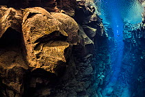 A diver explores Silfra Canyon, a deep fault filled with fresh water in the rift valley between the Eurasian and American tectonic plates at Thingvellir National Park, Iceland. May 2011.  In this phot...
