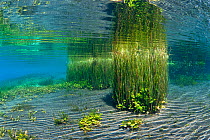 Freshwater plants, including reeds, growing in Meltwater pond. Capodacqua; Capistrano, Abruzzo, Italy.