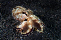 Poison ocellate octopus (Amphioctopus siamensis) moves across the sand. When disturbed, this species advertises its poisonous nature by flashing Blue ring on the dark patch beneath the eye. Lembeh Str...