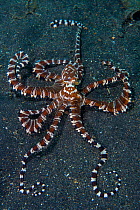 Wonderpus octopus (Wunderpus photogenicus) explores the seabed in search of prey. Lembeh Strait, North Sulawesi, Indonesia. Molluca Sea