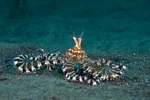 Wonderpus octopus (Wunderpus photogenicus) moves over the seabed. Lembeh Strait, North Sulawesi, Indonesia. Molluca Sea.