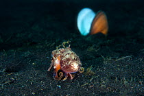 Veined octopus (Amphioctopus marginatus) crosses the sand to take shelter in an empty clam shell. Lembeh Strait, North Sulawesi, Indonesia. Molucca Sea.