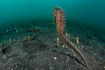 Yellow seahorse (Hippocampus kuda) swims across open sand. Lembeh Strait, North Sulawesi, Indonesia. Molucca Sea.