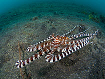 Wonderpus octopus (Wunderpus photogenicus) explores the seabed in search of prey. Lembeh Strait, North Sulawesi, Indonesia. Molluca Sea