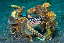 Female Veined octopus (Amphioctopus marginatus) broods her eggs, wrapped in her arms, while she lies protected in an old giant clam shell. Manado, North Sulawesi, Indonesia. Sulawesi Sea.