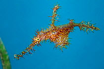 Female ornate ghost pipefish (Solenostomus paradoxus) with eggs clasped between her pelvic fins. Manado, North Sulawesi, Indonesia. Sulawesi Sea.