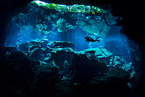 A diver explores Chac Mool Cenote (or sinkhole) Puerto Aventuras, Quintana Roo, Mexico. No release available.