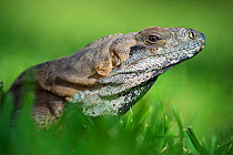 Portrait of a green iguana (Iguana iguana) amongst grass. Puerto Aventuras, Quintana Roo, Mexico.