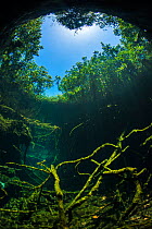 Old tree branches on the floor of Cenote pool, beneath the forest canopy with Snell's Window effect. Puerto Aventuras, Quintana Roo, Mexico.