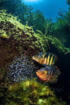 Pair of Mayan cichlids (Cichlasoma urophthalmus) guard their fry in a shallow cenote pool, beneath the forest canopy. Puerto Aventuras, Quintana Roo, Mexico.